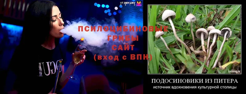 Псилоцибиновые грибы Psilocybe  Новопавловск 